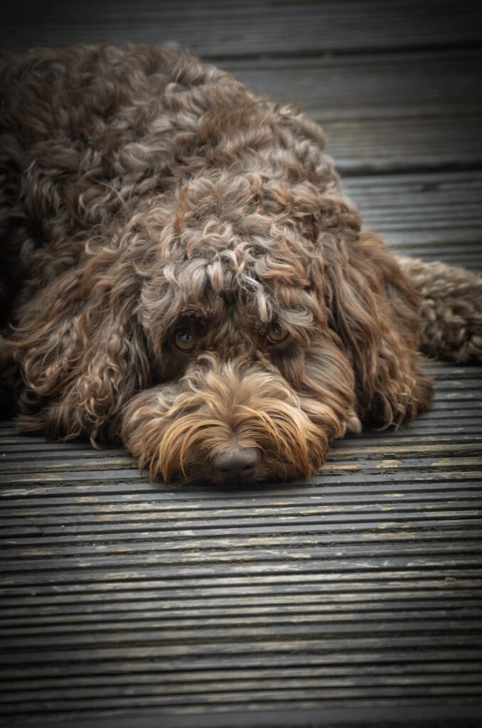 g3053e58ff366129695ba301ec9325e29944a80c4b55bf9ea4dfc000b1c5c5463be446203f9c0b09f8677bd2bbd606dfd7cb73a14cd0cc94d8fa03b291d6ca4a2_1280-8104429 dog, puppy, nature, canine, animal, pet, cute