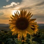 sunflower, sunset, summer, nature, sky, beautiful flowers, landscape, flower, outdoor, flower wallpaper, evening, agriculture, blossom, plant, brown plant, brown sunflower, flower background, brown plants