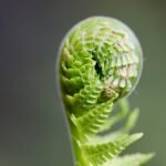 fern, sprout, plant, fern fronds, unfold, growth, spring, flora, nature, unroll, close up, fern, fern, fern, fern, sprout, sprout, growth, growth, growth, growth, growth, spring