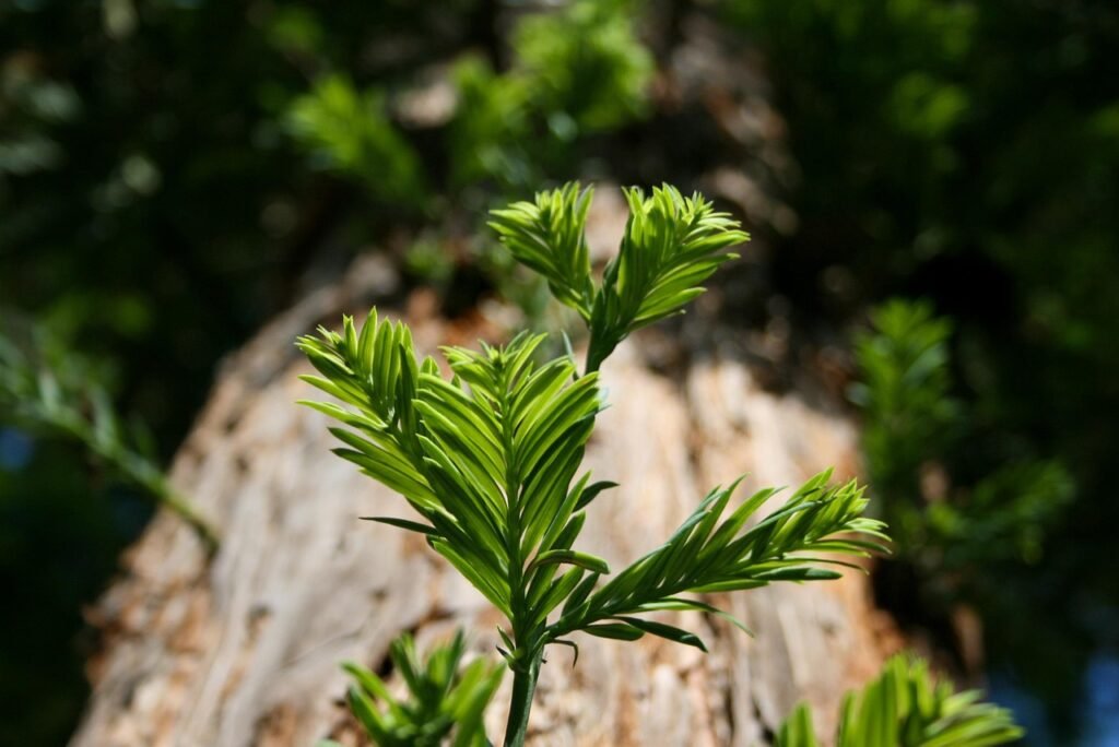 g773112a7e78d3c52e750d03b50dea13e08bdf0756b9965ac5b61ef977abac6eb2827afa8fdc893d655e1182df0ddeecb6529cde8d45aa381a3a1b428c9c8fabd_1280-5276566 sprout, nature, tree, seedling, growth, green, grow, growing