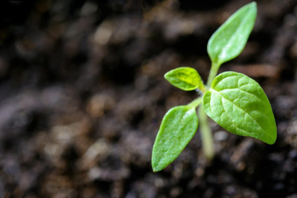 pexels-photo-1002703-1002703 Vibrant close-up of a young tomato seedling sprouting in the soil.
