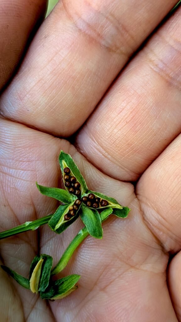 pexels-photo-34033956-34033956 Detailed view of a seed capsule with seeds held gently in a human hand.