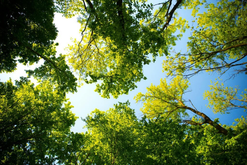 pexels-photo-589802-589802 Looking up through vibrant green tree canopy with blue sky. Perfect for nature and outdoor themes.